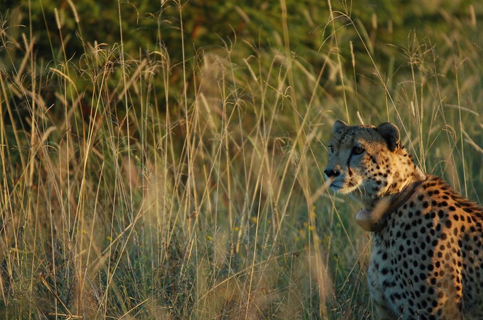 A cheetah gazing around the savannah