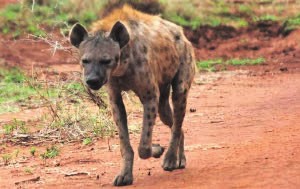 A hyena seen on a game drive.