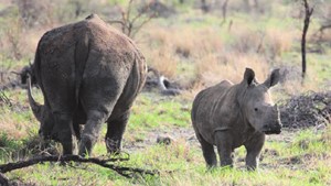 Rhino mother and baby at Tau Lodge in Madikwe.