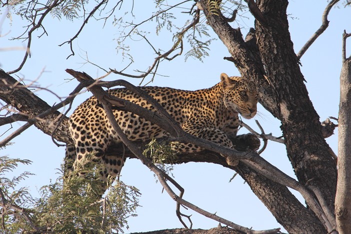 A leopard quietly scouts the landscape from a tree