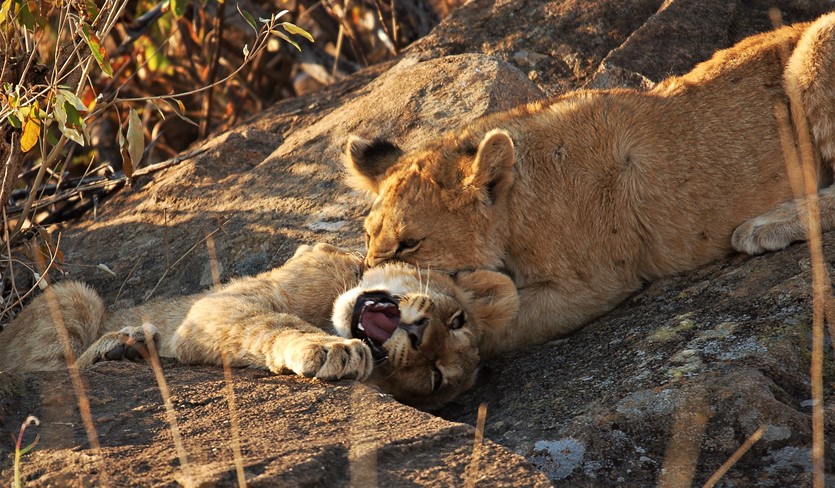 Lions & Cubs By Mike Rae