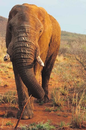 An elephant seen on one of the game drives. 