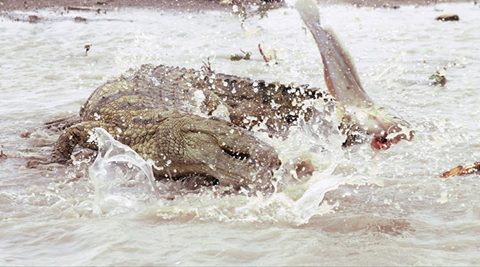A crocodile bites at something in the shallow water