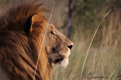 Profile shot of lion basking in the sun.
