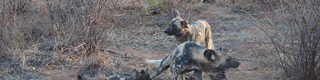 As some may know, Madikwe's wilddog population was devastated by r...