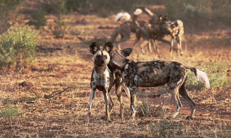 So why wild dogs - By Dylan Smith