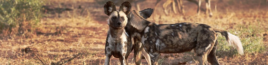 So why Wild Dogs? Madikwe game reserve is known to so many people ...