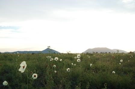 Wild flowers in Madikwe