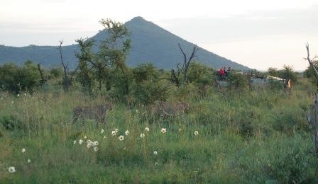 Greenery and wild flowers in Madikwe