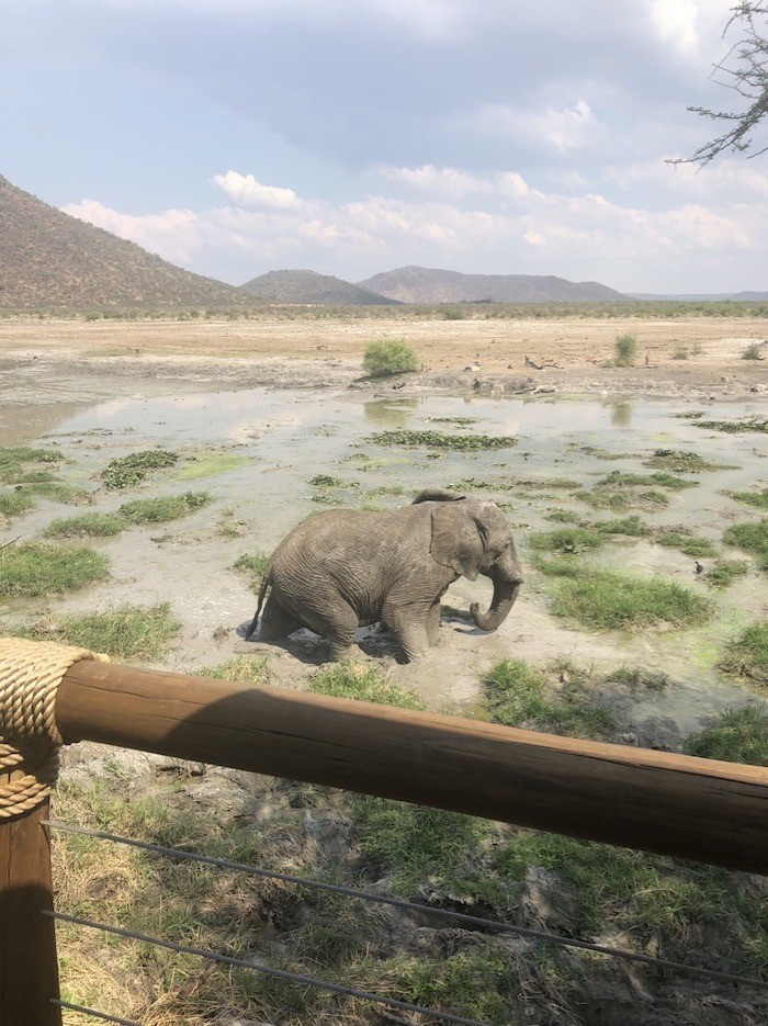 Tau Waterhole from the Lodge Viewing Deck