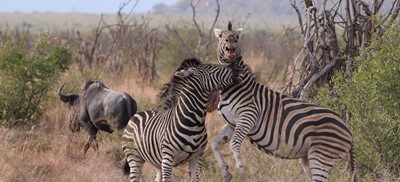 Tau Big 5 Game Viewing