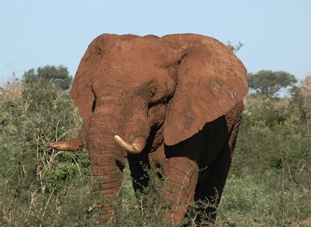 Elephant